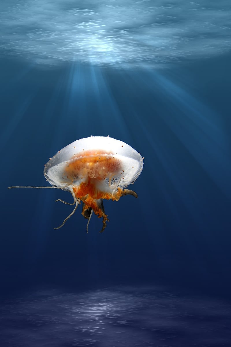 Marine Life Encounters