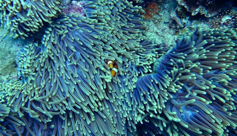 Coral Reef Image