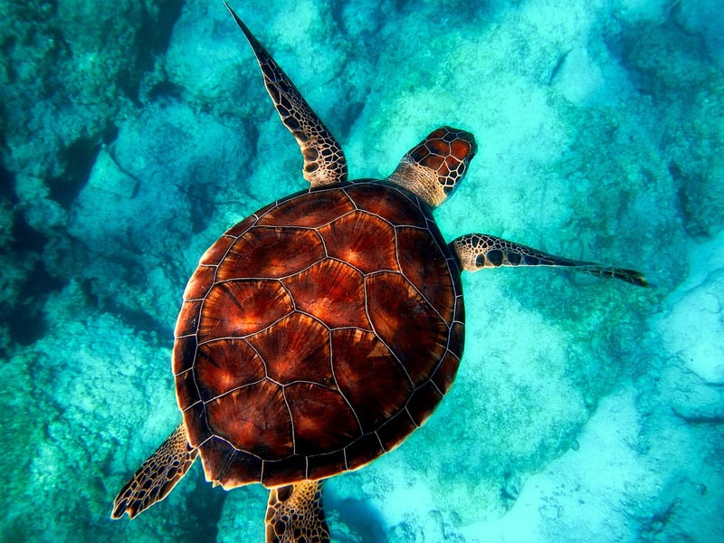 Sea Turtle Image